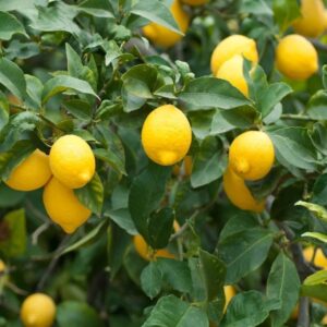 Fresh Lemon