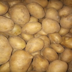 Fresh Potato Exports