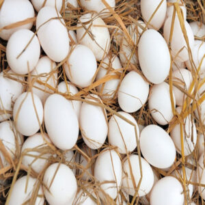 Fresh Table Eggs