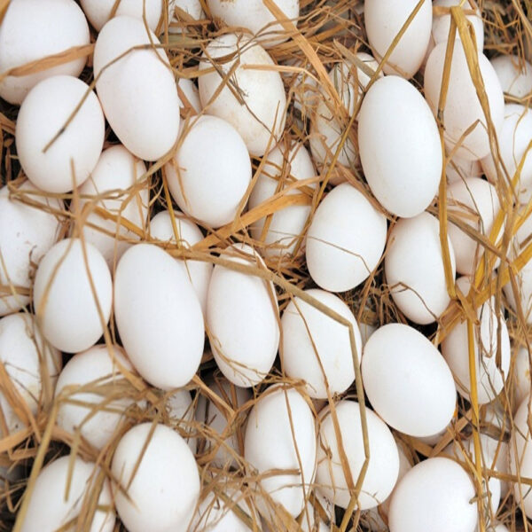 Fresh Table Eggs